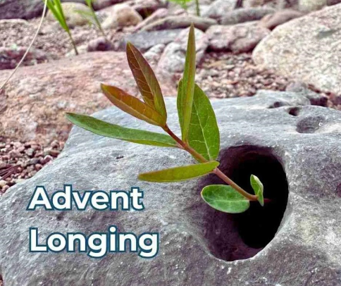 a sprig of vine growing out of a rock